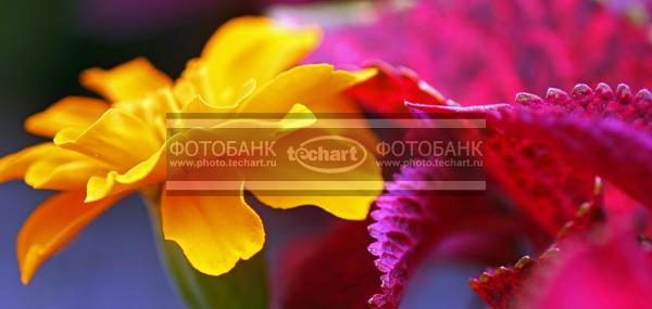 Цветы. Желтый и розовый / Растения / цветы
