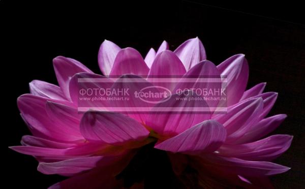 Пион на черном фоне / Растения / цветы