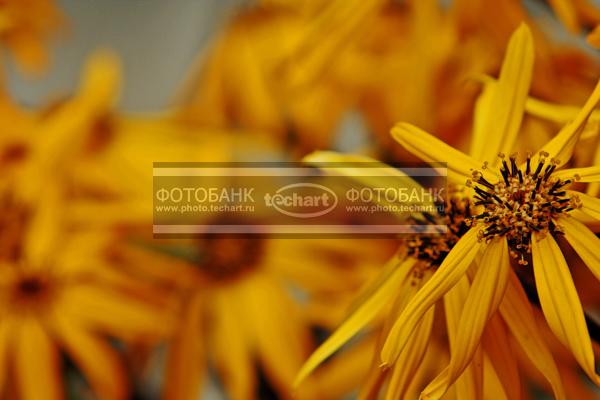 Желтые цветы / Растения / цветы