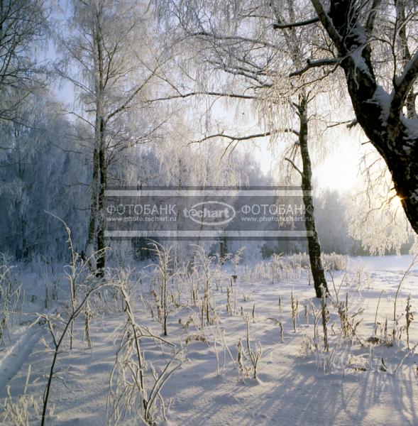 Зимний лес / Природа / зимний пейзаж