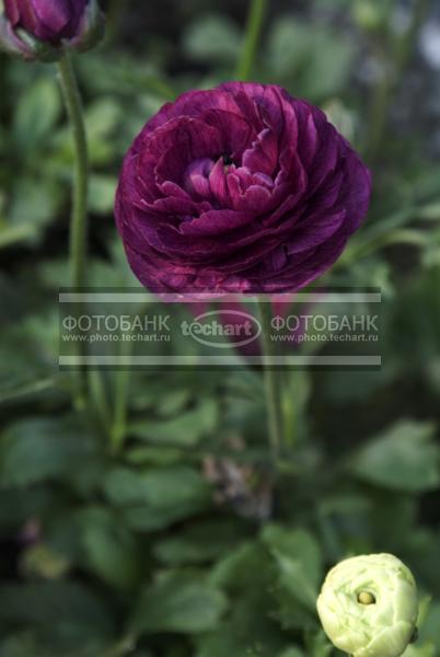Пион / Растения / цветы