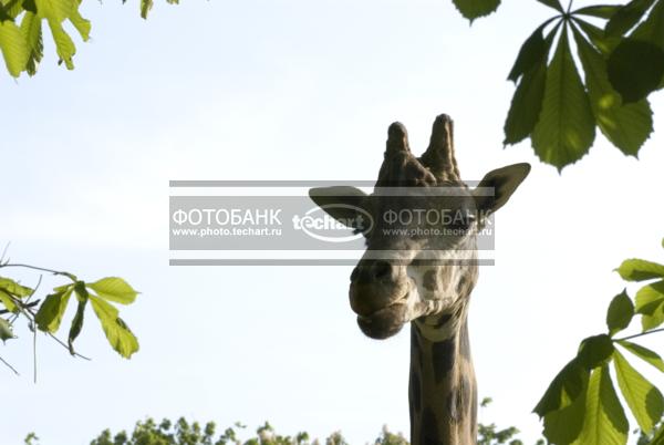 Жираф / Животные / дикие животные