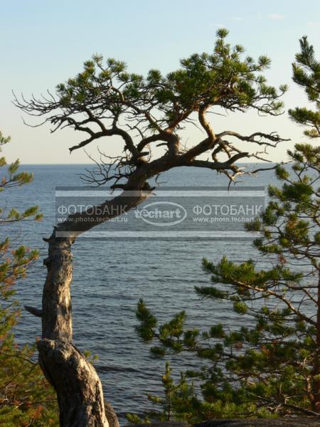 Сосна на фоне моря. Кий-остров. Россия / Растения / деревья
