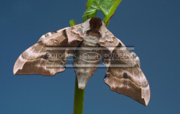 Бабочка бражник. Sphingidae / Животные / насекомые