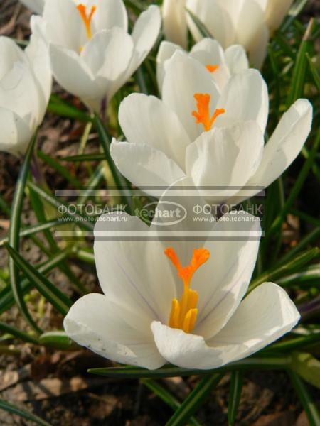 Цветок крокус. Crocus / Растения / цветы