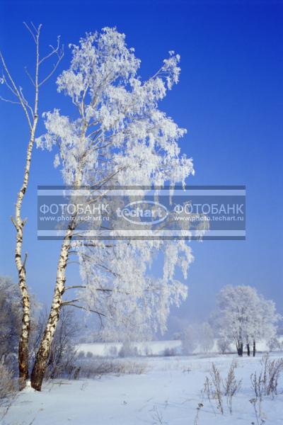 Береза в инее / Природа / зимний пейзаж