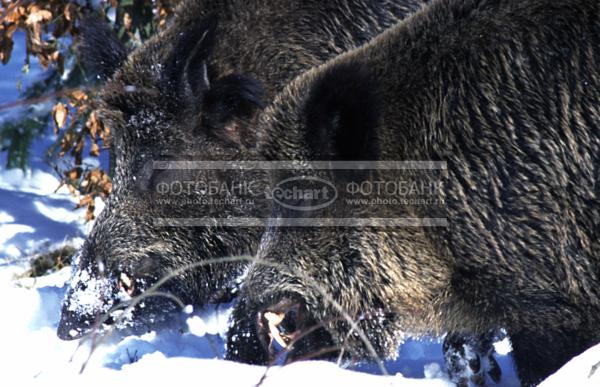 Кабан в таежном лесу. Sus scrofa / Животные / дикие животные