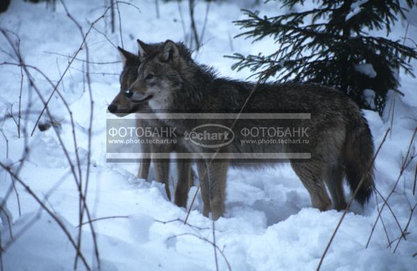 Серые волки в Тверской области. Canis lupus / Животные / дикие животные