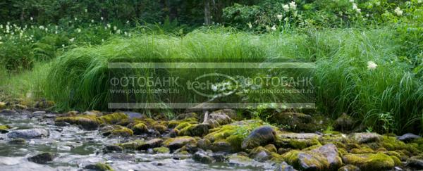 Берег реки / Природа / летний пейзаж