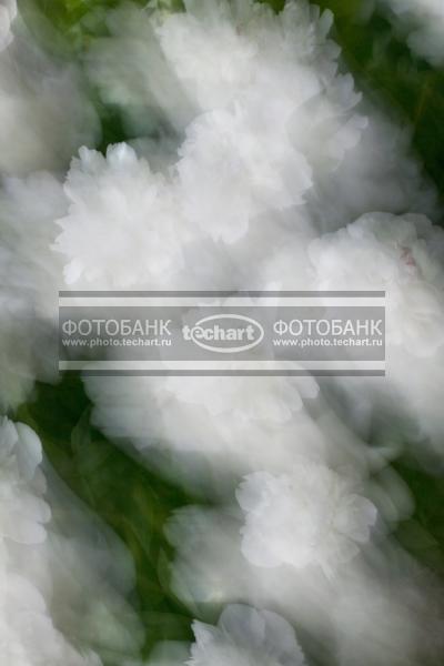 Цветок в технике импессионизм / Растения / цветы