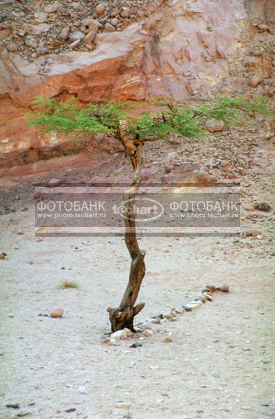 Египет. Дерево в цветном каньоне / Растения / деревья
