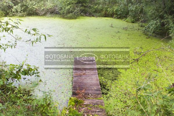 Русская деревня. Пруд заросший / Природа / реки и озера