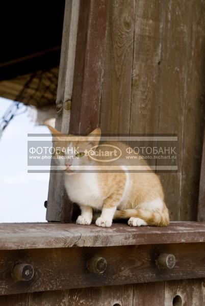 Рыжий кот / Животные / домашние животные