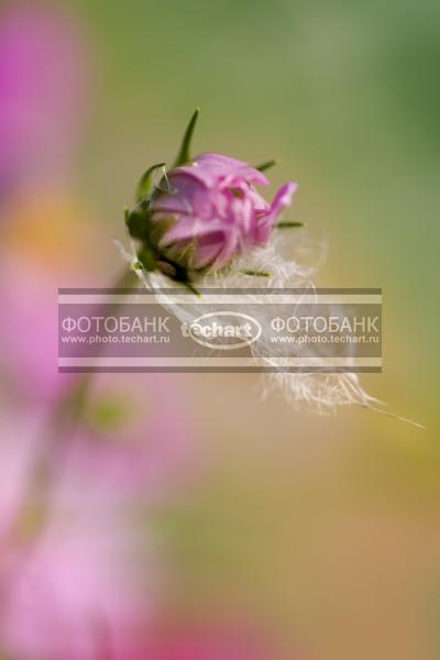 Бутон розового цветка / Растения / цветы