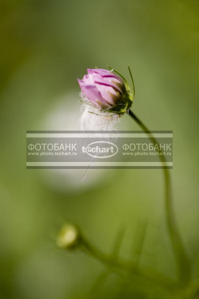 Бутон розового цветка / Растения / цветы