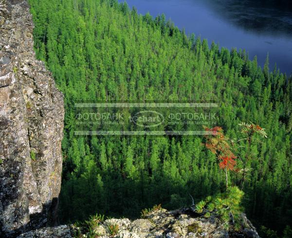 Русский пейзаж. Россия. Красноярский край. Эвенкия. Средняя Сибирь. Река Подкаменная Тунгуска. Лес / Природа / летний пейзаж