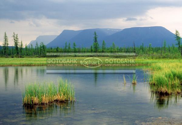 Русский пейзаж. Природа России. Россия. Сибирь. Красноярский край. Таймырский автономный округ. Полуостров Таймыр. Плато Путорана. Долина реки Ланга у устья. Трава в воде / Природа / реки и озера