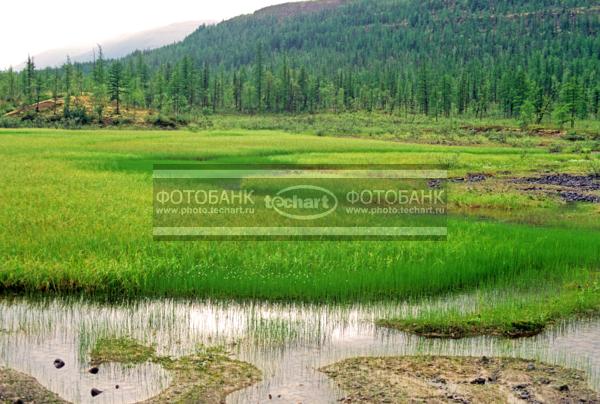 Русский пейзаж. Природа России. Россия. Сибирь. Красноярский край. Таймырский автономный округ. Полуостров Таймыр. Плато Путорана. Озеро Кутарамакан, берег напротив устья реки Иркинда / Природа / леса и поля