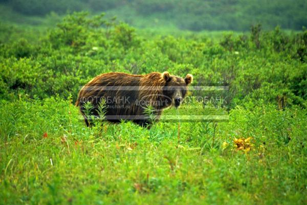 Русский пейзаж. Природа России. Россия. Камчатка. Вулкан Бакенинг. Медведь в зарослях / Животные / дикие животные