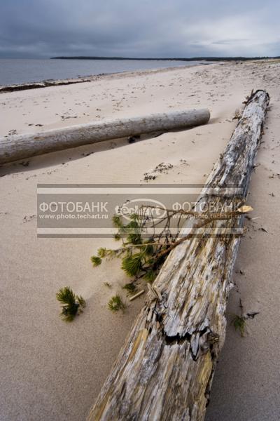 Россия. Природа России. Белое Море. Золотницы. Онежский берег. Коряга не берегу / Природа / прочее