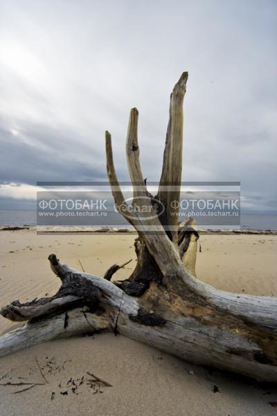 Россия. Природа России. Белое Море. Золотницы. Онежский берег. Коряга не берегу / Природа / прочее