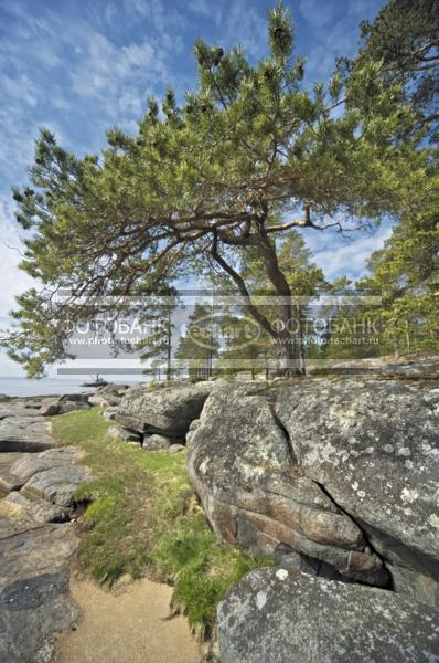 Россия. Природа России. Белое Море. Деревня Юково. Остров Кий. Каменный берег. Дерево на фоне неба / Природа / весенний пейзаж