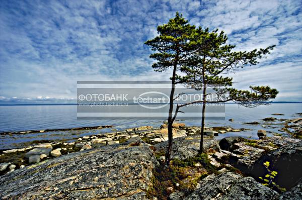 Россия. Природа России. Белое Море. Остров Кий. Деревья на берегу на фоне неба / Природа / весенний пейзаж