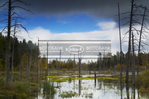 Природа России. Болото. Костромская область / Природа / леса и поля