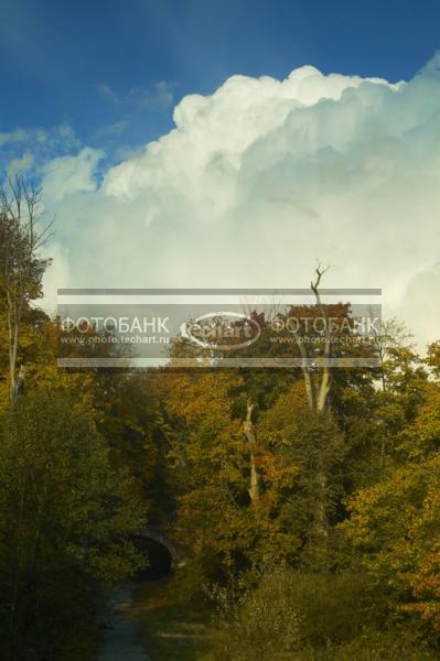 Природа России. Деревья и облака осенью / Растения / деревья