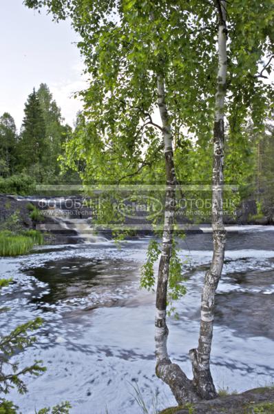 Природа России. Карелия. Водопад Тохмайоки. Береза на берегу / Природа / реки и озера