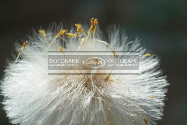 Одуванчик / Растения / цветы