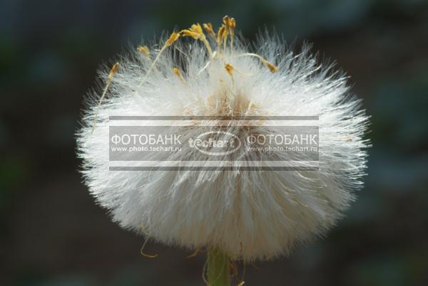 Одуванчик / Растения / цветы
