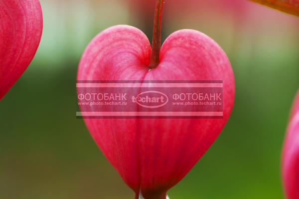Дицентра / Растения / цветы