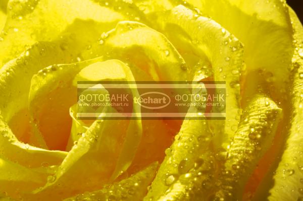 Роза желтые / Растения / цветы