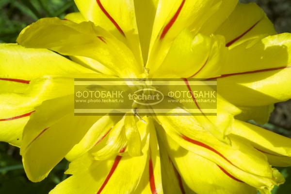 Тюльпан / Растения / цветы