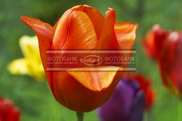 Тюльпан / Растения / цветы