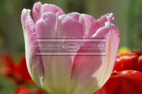Тюльпан / Растения / цветы