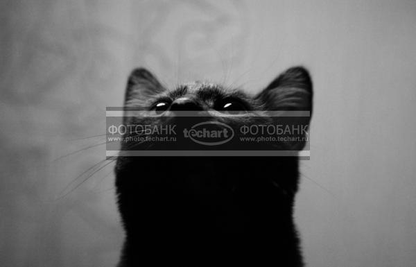 Кошка / Животные / домашние животные