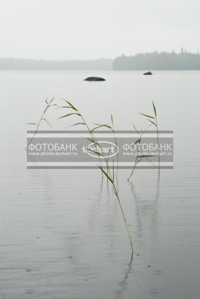 Россия. Карелия. Тростник в воде. Туман. Озеро Боярск / Природа / реки и озера