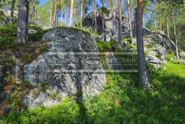 Россия. Карелия. Скальники. Камень, сосны / Природа / летний пейзаж