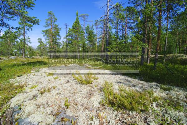 Россия. Карелия. Поляна на вершине острова. Сосны / Природа / летний пейзаж