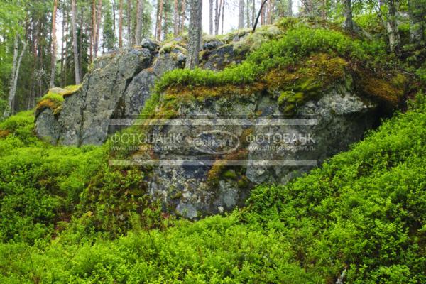 Россия. Карелия. Скалы поросшие мхом / Природа / леса и поля