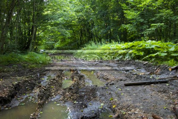 Россия. Северная Осетия. Дорога в горах / Природа / леса и поля