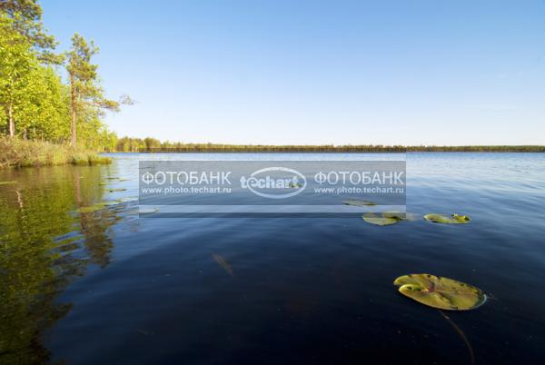 Росссия. Костромская область. Пейзаж озера Светлое, кувшинка, лес, болото / Природа / реки и озера
