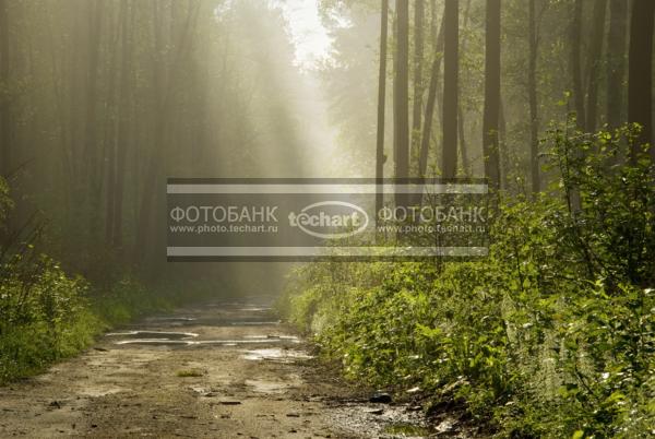 Природа России. Подмосковье. Утро в лесу. Лучи солнца / Природа / леса и поля