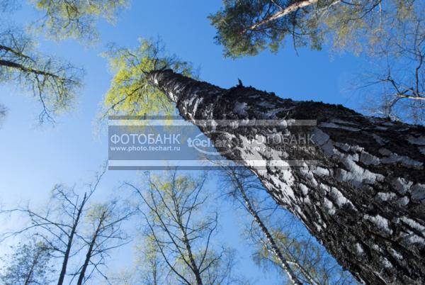 Россия. Псковская область. Береза снизу / Природа / реки и озера
