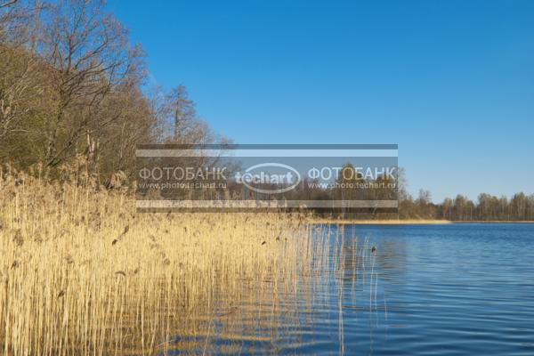 Россия. Псковская область. Озеро Хвойно. Лес / Природа / реки и озера