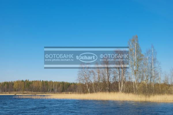 Россия. Псковская область. Озеро Хвойно. Лес / Природа / реки и озера