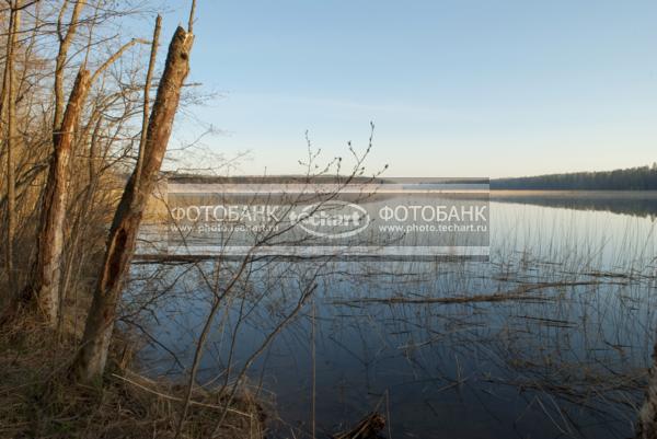 Россия. Псковская область. Озеро Верято. Лес / Природа / реки и озера