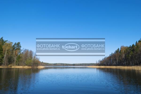 Россия. Псковская область. Озеро Верято. Лес / Природа / реки и озера